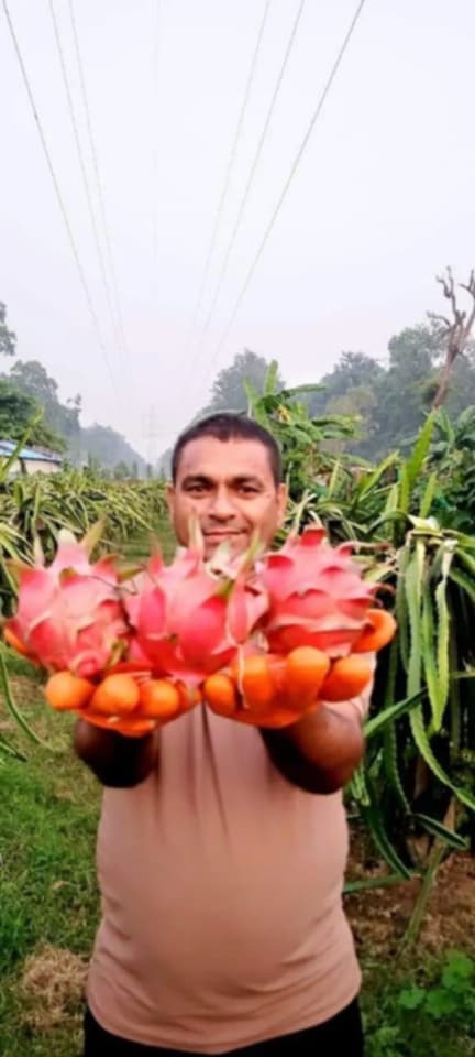 देशमा केहि गर्छु भनेर विदेश जाने सपना त्यागेका कैलालीका ढकाल अहिले ड्रागन खेतीमा व्यस्त
