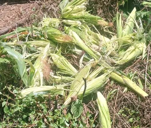 बैतडीको सुर्नयाका विभिन्न ठाउमा जंगली जनावरहरुको आतंक,किशान हैरान