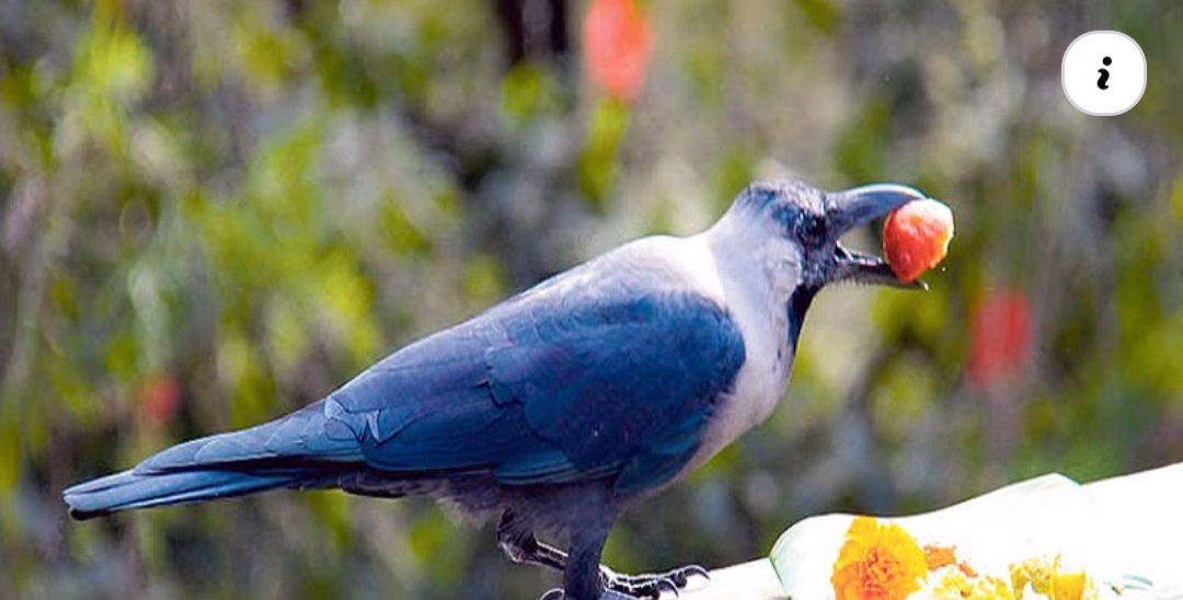 आज काग तिहार मनाइँदै 