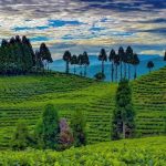 Nepali Tea Export Crisis Ilam