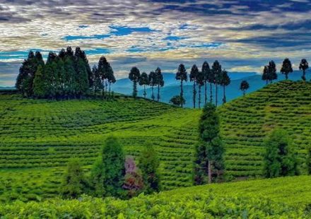 Nepali Tea Export Crisis Ilam