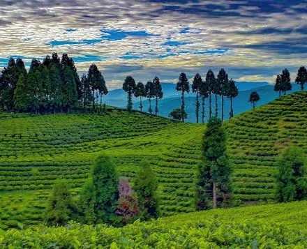 Nepali Tea Export Crisis Ilam