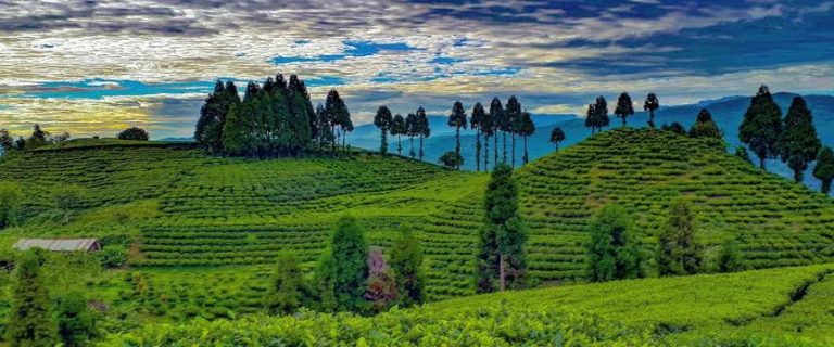 Nepali Tea Export Crisis Ilam