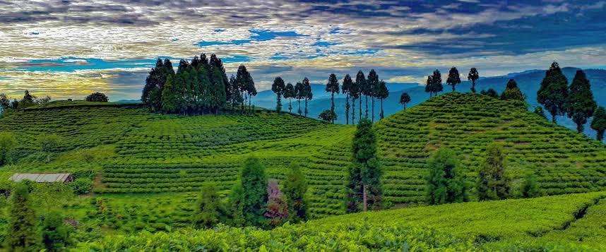 Nepali Tea Export Crisis Ilam