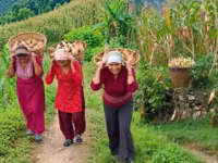 बैतडीमा मकै भित्र्याउने चटारो..