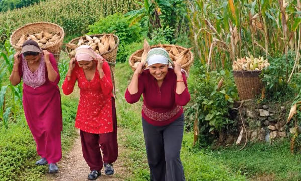 बैतडीमा मकै भित्र्याउने चटारो..